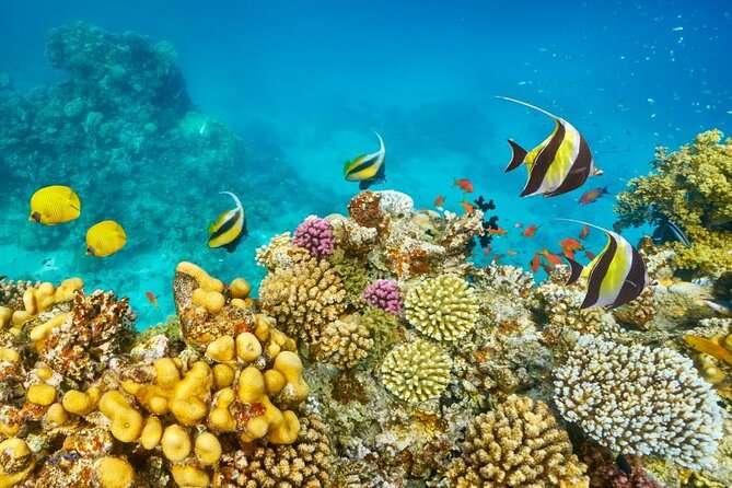 Semi Submarine From Hurghada, Makadi, Hurghadatogo - Cancellation Policies Explained