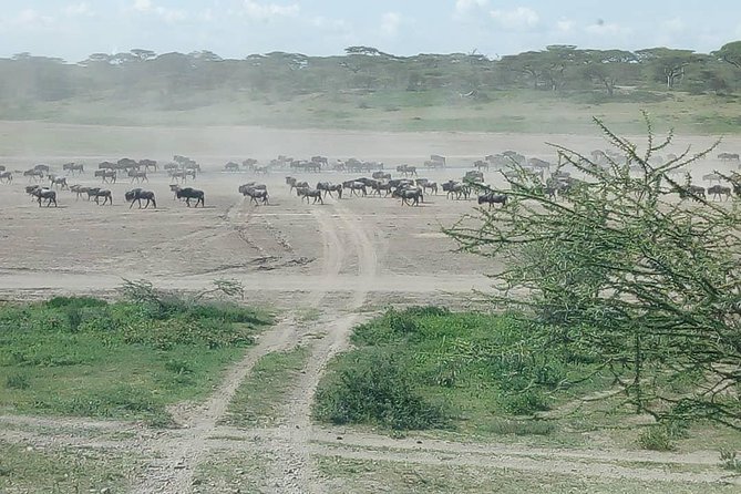 Serengeti Great Wildebeest Migration Luxury Safari: - Booking Process