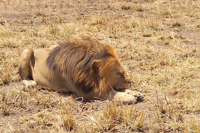 Serengeti National Park 7 Days Safaris Camping - Accessibility Features