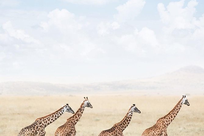 Serengeti & Ngorongoro 3 Days Private Tour - What to Expect