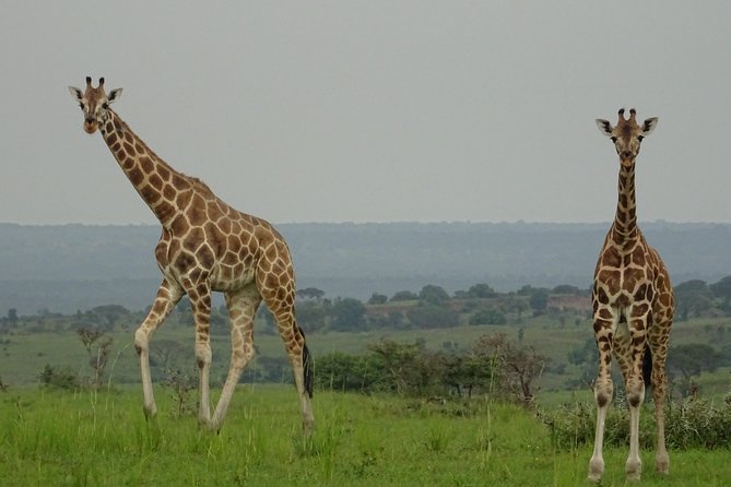 Seven Days One Wonderful Week Safari In Uganda - Departure and Reflections