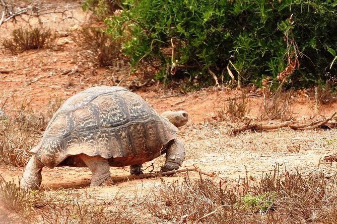 Shore Excursion Cruise Ships Port Elizabeth, Addo Elephant Park - Comfortable Transportation