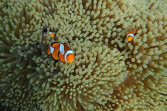 Similan Islands Snorkeling Day Trip By Love Andaman From Khao Lak - Cancellation Policy