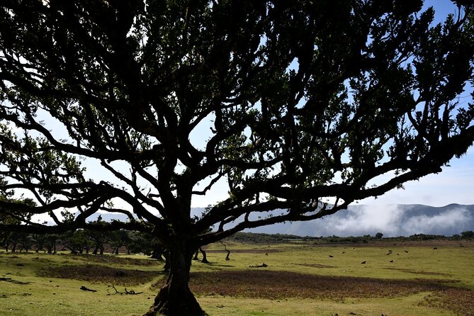 Small Group Guided Sightseeing Tour Visit to Fanal - Highlights of the Tour