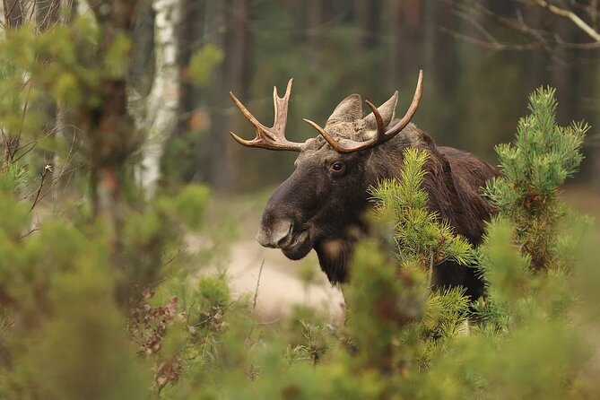 Small-Group Moose Wild Safari From Rovaniemi - Lappish Wilderness Exploration