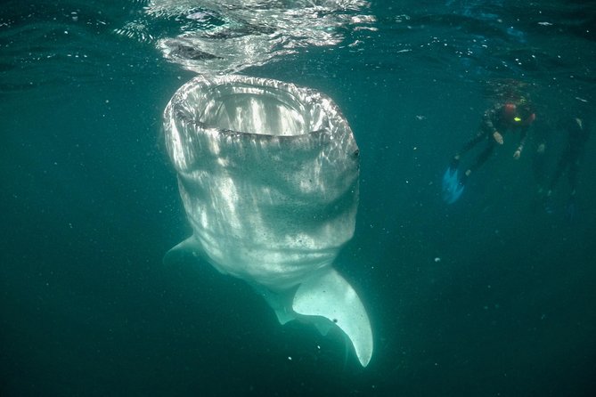Small Group Whale Shark Snorkeling in La Paz BCS MX - Recommendations