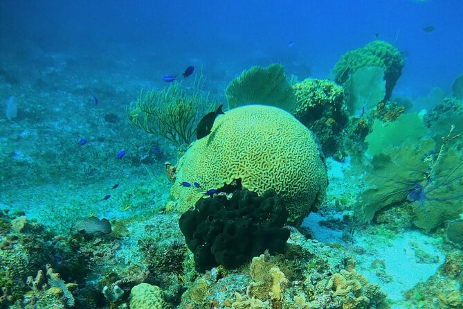 Snorkel Along the Coast, Explore Two Reefs by Chivis Del Mar - Tour Highlights and Personalized Experiences
