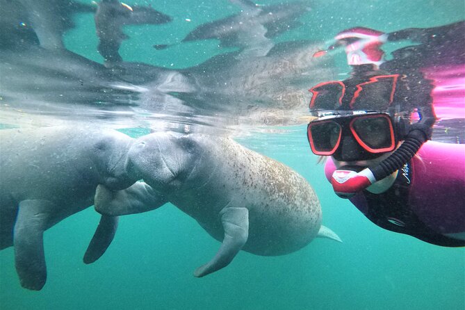 Snorkel Tour With the Manatee on Kings Bay, Crystal River - Tips for a Great Experience