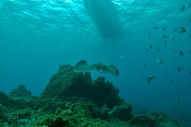 Snorkeling Excursion in the Rayas and Turtles Zone - Excursion Rating and Reviews