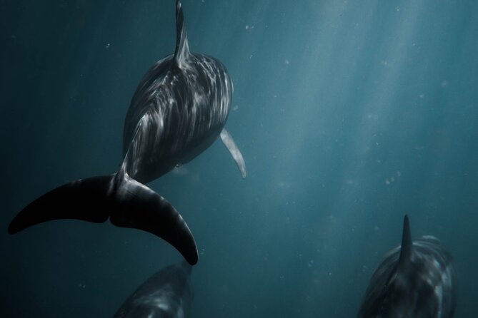 Snorkeling Open Ocean Wildlife Safari in Los Cabos With Photos Included - Reasons to Book