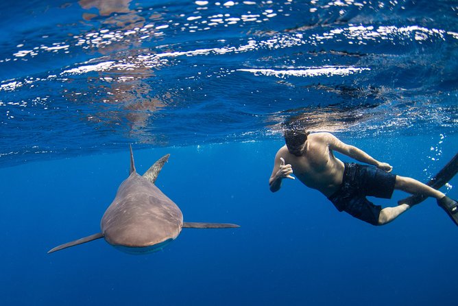 Snorkeling or Swimming With Sharks in Cabo San Lucas - Company Response to Complaints