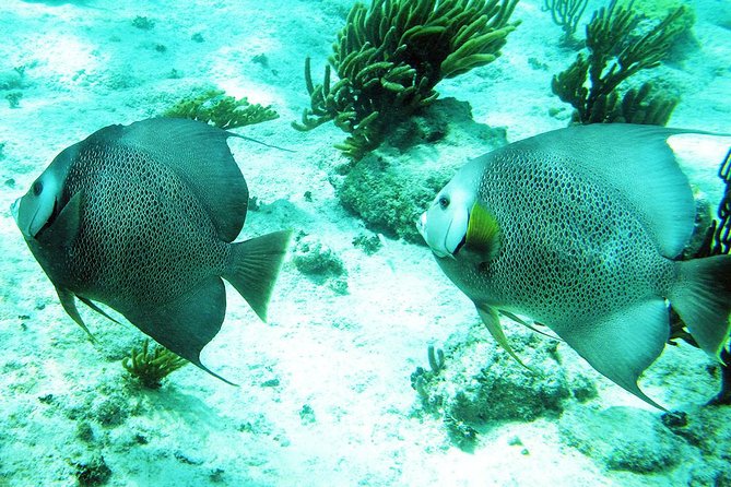 Snorkeling With Caribbean Fish and Private Cenote Exploration - Private Cenote Exploration