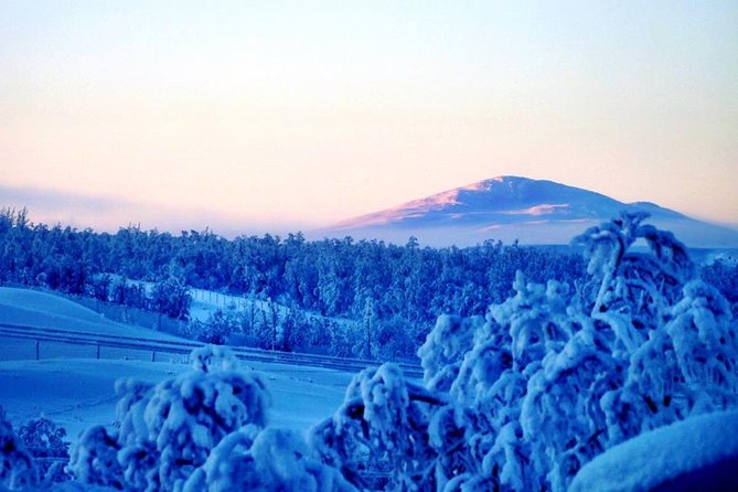 Snowmobile Safari to Lapland Viewpoint & Visit Reindeer - Reindeer Encounter
