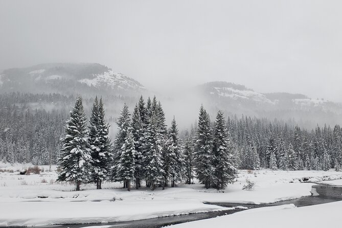 Snowshoe or XC Ski in North Yellowstone (Half Day) - Tour Type and Cancellation