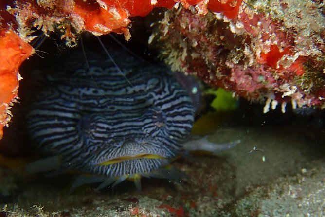 Special!! 2 Tank Wreck & Drift Reef Dives - Highlights of Shipwreck Dive