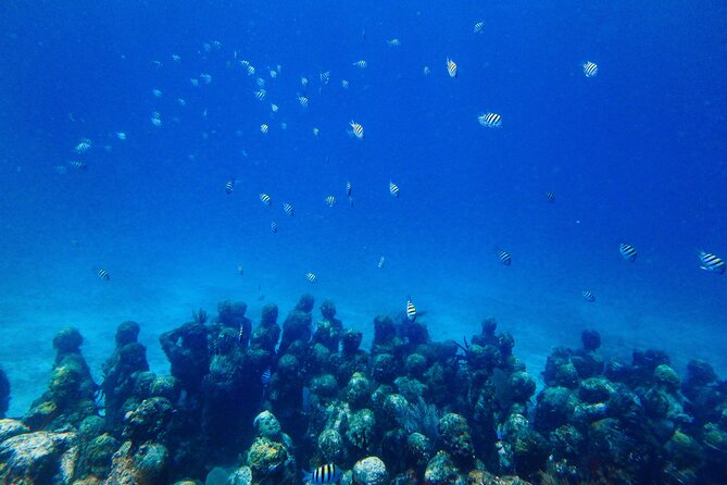SPECIAL! Snorkel at MUSA - The Underwater Museum Reservation - Snorkeling at Manchones Reef