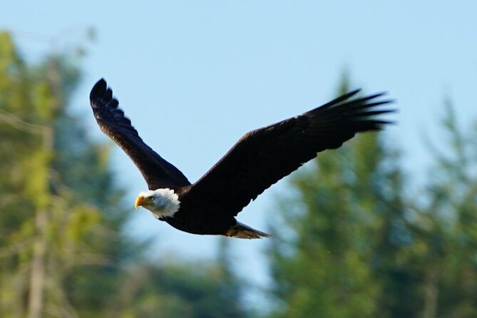 Spring Bears and Whales in Campbell River Tour - Whale Watching Experience
