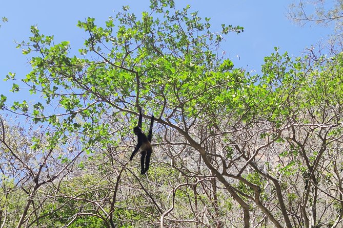 Sumidero Canyon & Chiapa De Corzo From Tuxtla & San Cristobal - Tour Availability
