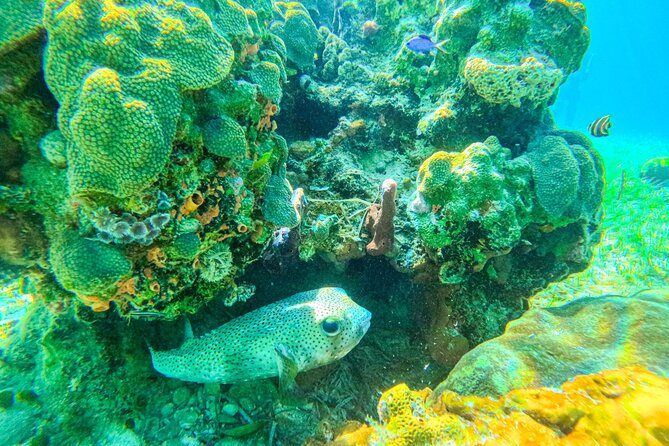 Suncay Sunken Sculpture Snorkel & Iguana Encounter With Lunch - Accessibility and Considerations