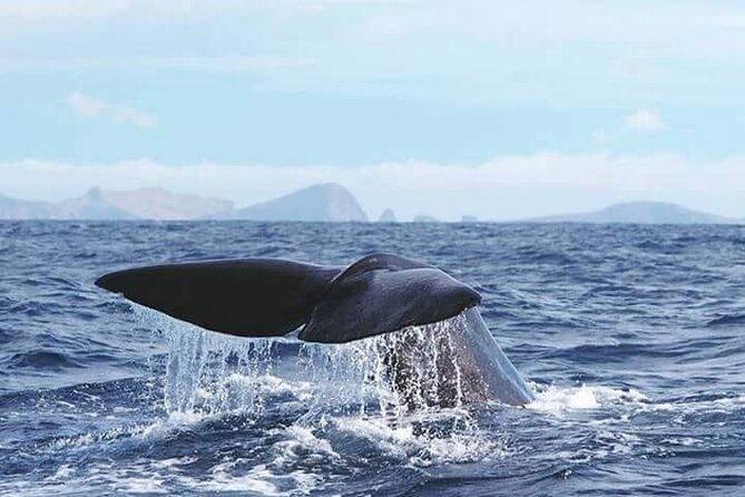 Sunset Catamaran Tour L Madeira Island - What to Expect