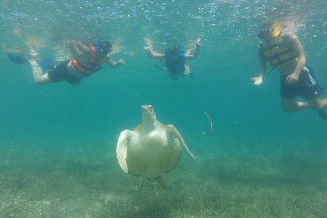 Swim With Sea Turtles - Swimming With Sea Turtles