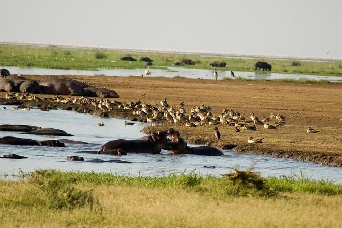 Tanzania 4 Days 3 Nights Budget Camping Safari to Serengeti and Ngorongoro - Reviews and Feedback
