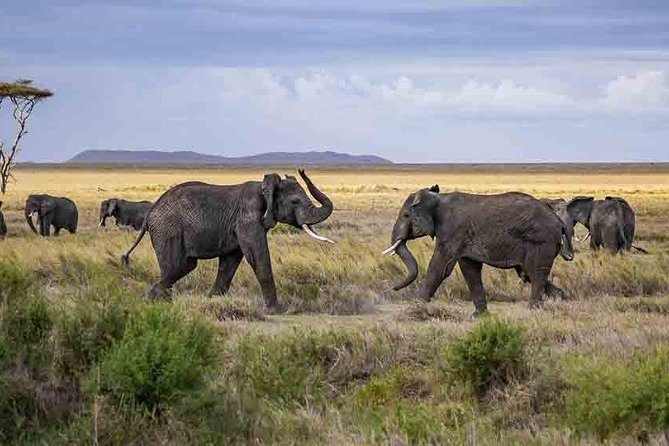 Tanzania Classic Safari - 7 Days - Customer Reviews and Ratings