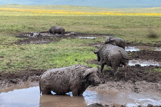 Tarangire & Ngorongoro Crater Group Safari (2 Days) - Inclusions and Exclusions