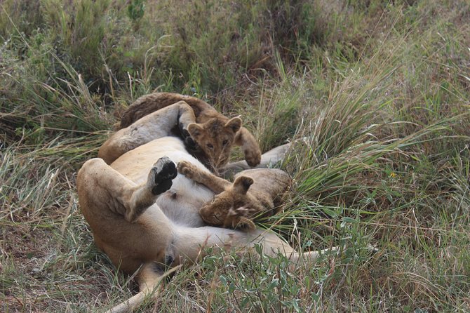 Tarangire -Serengeti & Ngorongoro Crater Budget Camping Safari - Booking Process