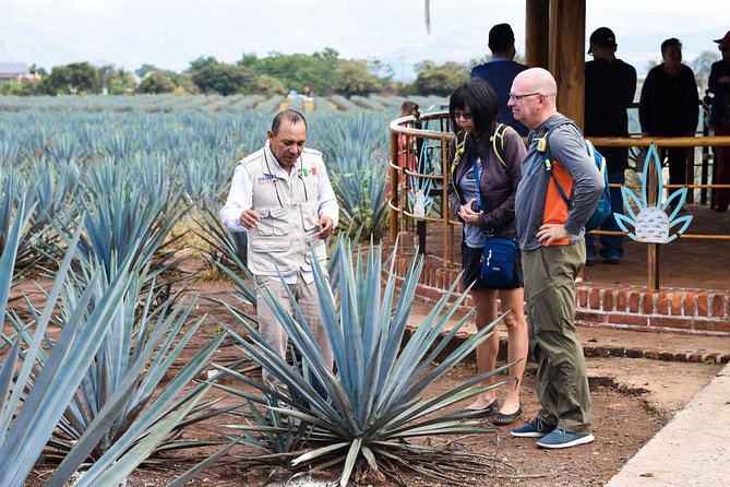 Tequila Route Experience From Guadalajara - Cultural Experiences in Tequila