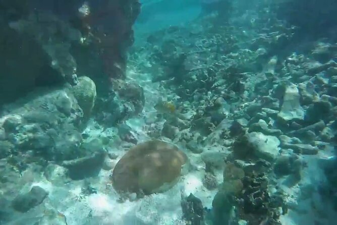 The Bluefields Experience: Organic Farm, Beach & Coral Reef - Health and Safety Considerations