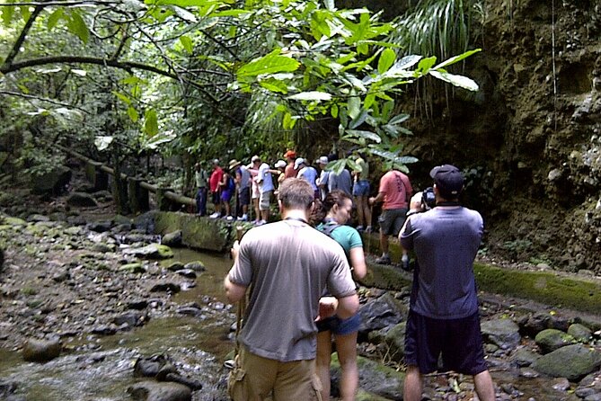 The Kittitian Rainforest Adventure (with Snacks) - What to Expect