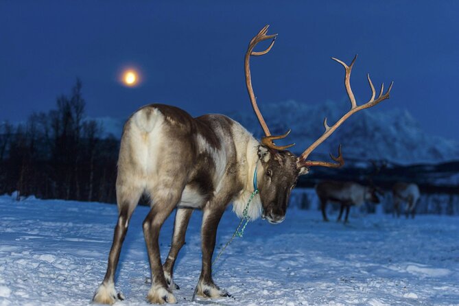 Tromsø Saami Culture and Reindeer-Feeding Experience  - Tromso - Planning Your Saami Cultural Adventure
