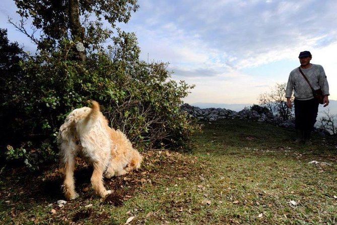 Truffle Hunting With Tasting Included - Umbria, Italy - Additional Information and Bookings