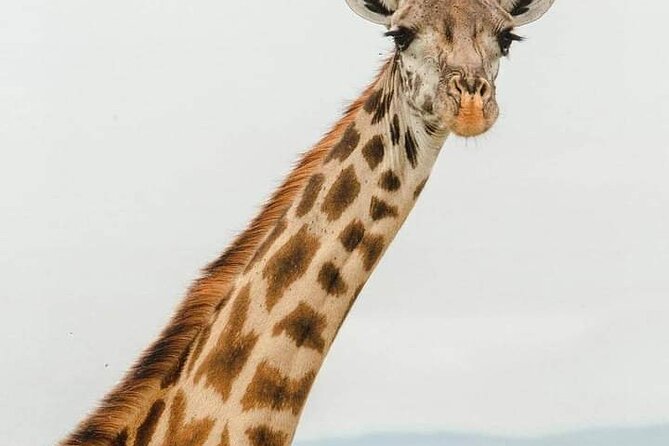 Tsavo East and Ngutuni Sanctuary Safari 3 Days From Mombasa - Accessibility and Participation Details