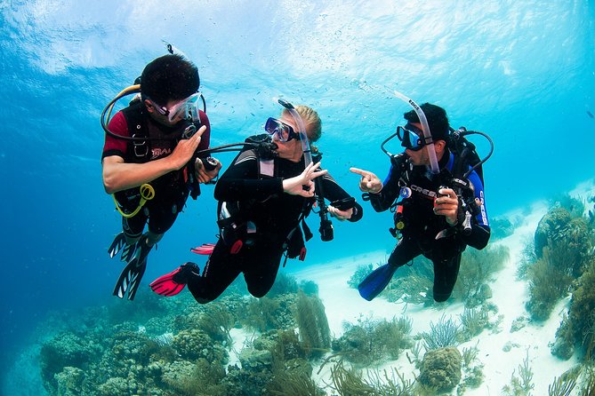 Two Reef Discovery Dives With Professional Instructor (No Experience Necessary) - Exploring the Coral Reef