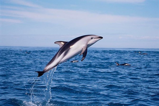 V&A Waterfront Marine Big 5 Ocean Safari - Pricing and Booking