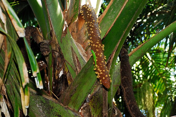 Vallee De Mai Tour (From Praslin) - Discovering Endemic Wildlife