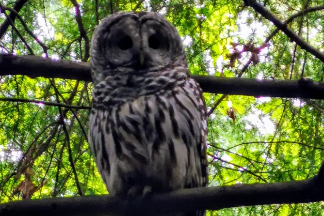 Vancouver Island Rainforest Guided Hike With Private Guide - Booking Options
