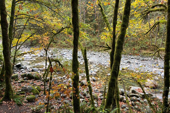 Vancouver Rainforest Hike With Waterfalls, Suspension Bridge, Old Growth Forest - Important Considerations