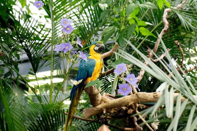 Victoria Butterfly Gardens Ticket - Recommendations for Visitors