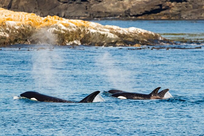 Victoria Whale Watching Tour on a Covered Vessel - Tips for a Great Experience