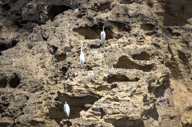 Vila Franca Islet Off-coast Nature Reserve Tour - Participant Limit