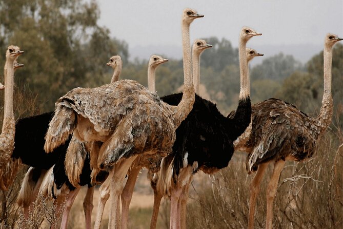 Visit the Souss Massa National Park Including Lunch From Agadir - Wildlife and Nature Spotting