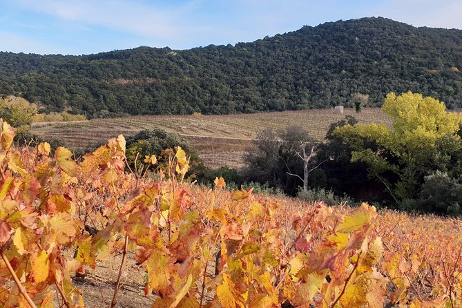 Walks in the Heart of the Secret Vineyards Around Collioure, Tastings - Location and Transportation