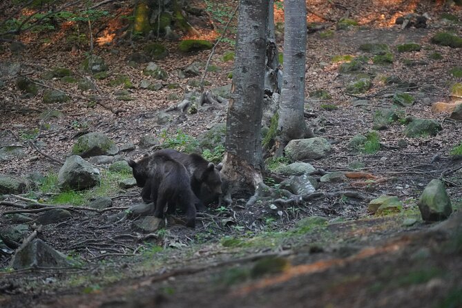 Watching Brown Bear Experience and Gulyas Taste From Brasov - Cancellation Policy and Confirmation