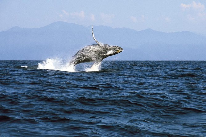 Whale & Dolphin Watching Cruise in Puerto Vallarta All Inclusive - Whale and Dolphin Sightings