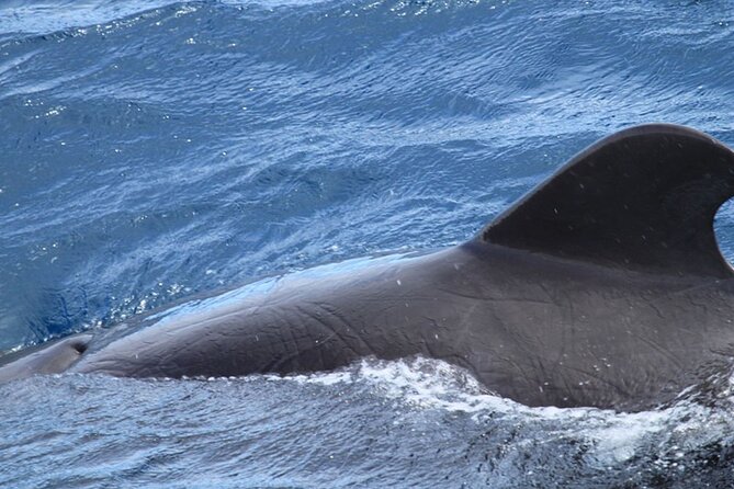 Whale & Dolphin Watching in Tenerife (Puerto Colon) On a Large Catamaran - Whale and Dolphin Sightings