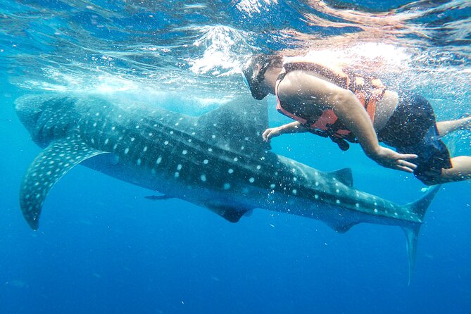 Whale Shark Adventure in Isla Mujeres and Cancun - Transportation and Meeting Points