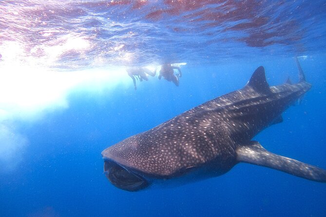 Whale Shark and Snorkeling Adventure From Isla Holbox - Preparing for the Adventure